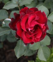 hommage-a-barbara-797_0