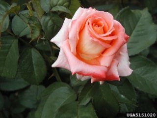folklore-the-dow-gardens-bugwoodorg.jpg