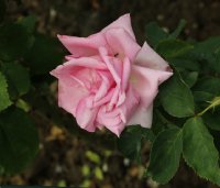 jardins-de-vilandry-823