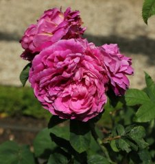 jeanne-sury-302