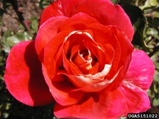 forty-niner-the-dow-gardens-bugwoodorg.jpg