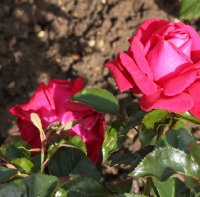 le-grant-huit-124