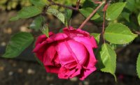 lhans-mackart-310