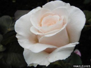 french-lace-the-dow-gardens-bugwoodorg.jpg