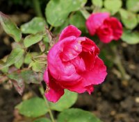 lmme-elie-dupraz-562