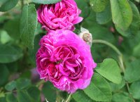 louis-philippe-212