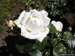 full-sail-the-dow-gardens-bugwoodorg.jpg