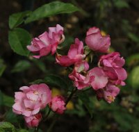 madame-jule-guchault466