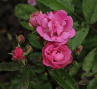 madame-jules-gouchault-468