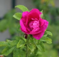 madame-philipe-plantamour-219