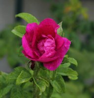 madame-philipe-plantamour-220
