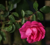 madame-solvay-085