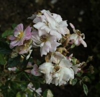 madeleine-orosdy-456