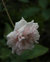 mademoiselle-cecile-brunner-451
