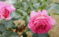 marie-ange-nardy-835