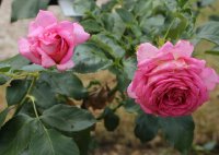 marie-ange-nardy836