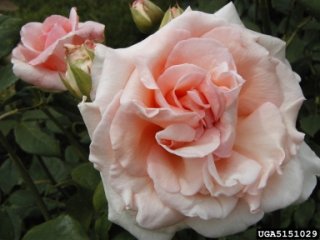 gay-princess-the-dow-gardens-bugwoodorg.jpg