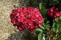 miss-edith-cavell-438