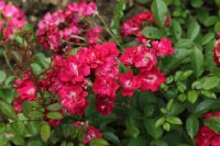 miss-edith-cavell-440