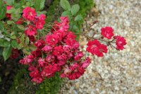 miss-edith-cavell-441