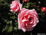 gene-boerner-the-dow-gardens-bugwoodorg.jpg