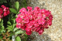 miss-edth-cavell-437