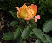 mme-l-dieudonne-560