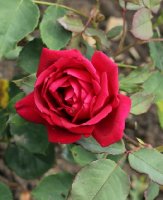 mme-louis-laperriere-832