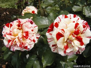 george-burns-the-dow-gardens-bugwoodorg.jpg