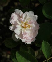 mousseuse-blanche-nouvelle-163