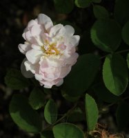 mousseuse-blanche-nouvelle-166