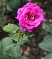 nuit-dorient-825