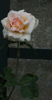 ophelia-cl-222