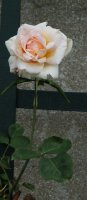 ophelia-cl223