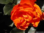 gingersnap-the-dow-gardens-bugwoodorg_0.jpg