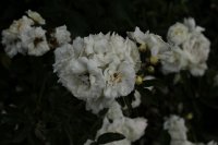 paquerette-425