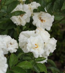 paquerette426