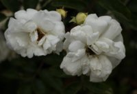 paquerette427