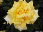 gold-cup-the-dow-gardens-bugwoodorg.jpg