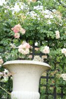 phyllis-bide-599
