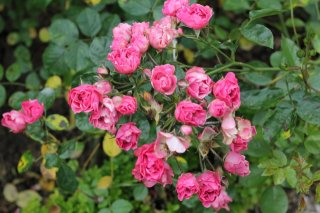 pink-triumph-417