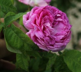 pourpre-charmant152