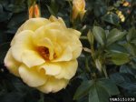 golden-halo-the-dow-gardens-bugwoodorg.jpg