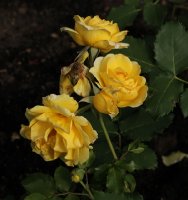 rimosa-hay-062