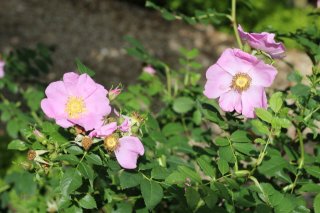 rosa-carolina-c-252