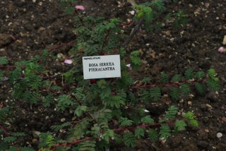 rosa-sericea-pteracantha-157