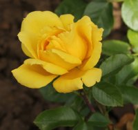 rose-de-limoux-726