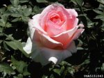 great-century-the-dow-gardens-bugwoodorg.jpg