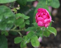 rosier-des-parfumeurs-150