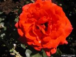 gypsy-the-dow-gardens-bugwoodorg.jpg